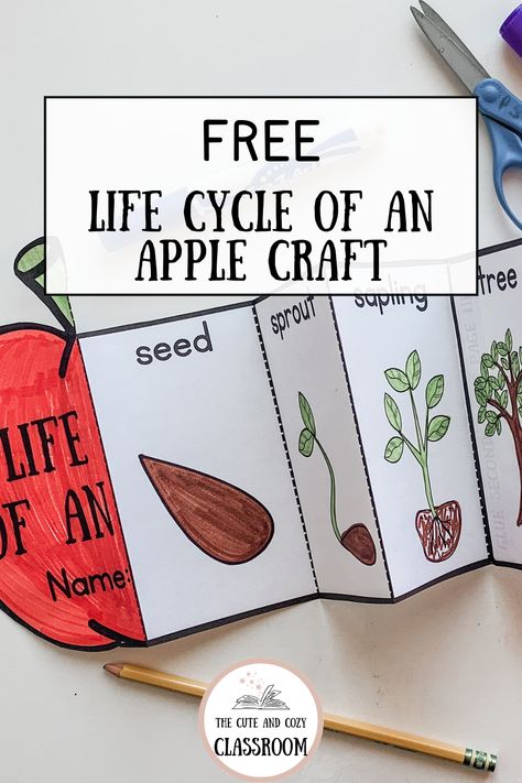 apple worksheets for preschool How Do Apples Grow Preschool, Montessori, Apple Tree Life Cycle Preschool, Tree Cycle Preschool, Apple Science Activities Preschool, Apple Tree Life Cycle Printable Free, Free Apple Life Cycle Printable, Apple Life Cycle Preschool, Life Cycle Of A Tree Preschool