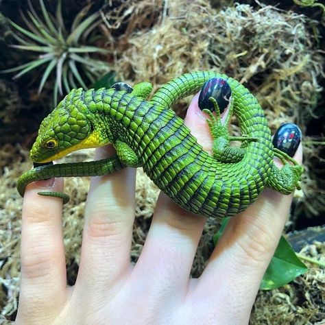 Earless monitor lizard and other real life mini dragons - nature post - Imgur Lizard Names, Reptiles Activities, Amphibians Activities, Alligator Lizard, Dragon Pet, Lizard Tattoo, Green Lizard, Dragon Snake, Pet Lizards