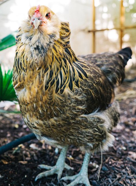 The Easiest Chicken Breed: Easter Eggers - Silver Homestead Cream Legbar Chickens, Different Breeds Of Chickens, Australorp Chicken, Easter Egger Chicken, Easter Eggers, Day Old Chicks, Raising Chicks, Colored Eggs, Backyard Chicken Farming