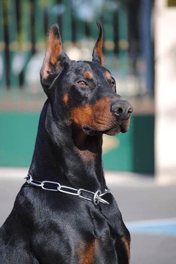 Click visit site and Check out Best "Dobermann" Shirts. This website is superb. Tip: You can search "your name" or "your favorite shirts" at search bar on the top. Anjing Doberman, Perro Doberman Pinscher, European Doberman, Doberman Puppies, Doberman Love, Doberman Pinscher Dog, Scary Dogs, Psy I Szczenięta, Doberman Puppy