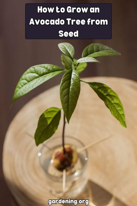 Growing an avocado tree from seed is easier than you think! Follow these simple instructions to produce your very own avocado tree at home. Avocado Tree From Seed, Avocado Facts, Avocado From Seed, Avocado Seed Growing, Avocado Recipes Breakfast, Growing An Avocado Tree, Avocado Plant, Grow Avocado, Avocado Seed