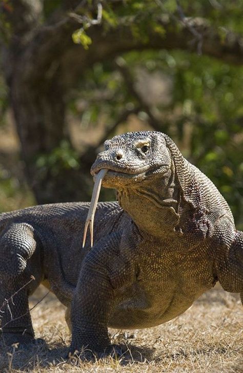 Croquis, Komodo Dragon Reference, Badak Jawa, Dragon Facts, Komodo Dragons, Large Lizards, Labuan Bajo, Monitor Lizard, Komodo Island