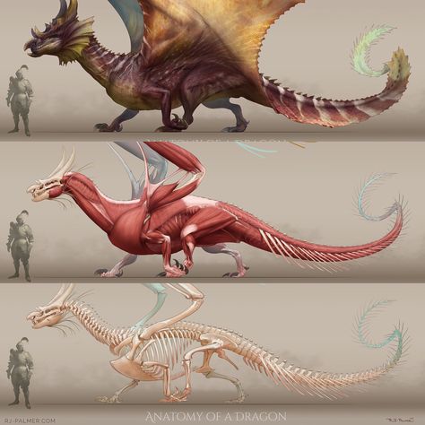 I've been wanting to do a quick mockup of dragon anatomy for a long time. I finally had the opportunity to put this together. I wanted to… Dragon Muscles Anatomy, Dragon Muscle Anatomy, Dragon Anatomy Reference, Dragon Anatomy Design Reference, Dragon Reference Sheet, Dragon Side View, Dragon Design Concept, Fantasy Anatomy, Rj Palmer