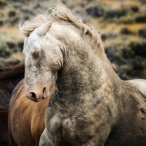 Kisa Kavass on Instagram: “The Wyoming wild stallions are amazing. They need to be allowed to remain free so that we can experience the beauty of these wild herds.…” Wallpaper Iphone Horse, Horseshoe Aesthetic, Horse Aesthetic Wallpaper, Wallpaper Horse Aesthetic, Wallpaper Horse, Aesthetic Horse, Horse Background, Wild Horses Photography, Horse Running