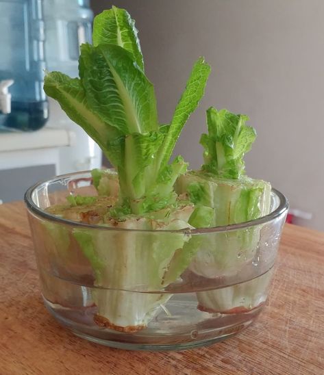 How to Grow Romaine Lettuce From Cuttings | Dengarden Essen, Regrow Lettuce Romaine, Regrowing Romaine Lettuce, Growing Romaine Lettuce, Grow Romaine Lettuce, Regrow Romaine Lettuce, Lettuce In Containers, Regrow Lettuce, Romaine Lettuce Growing