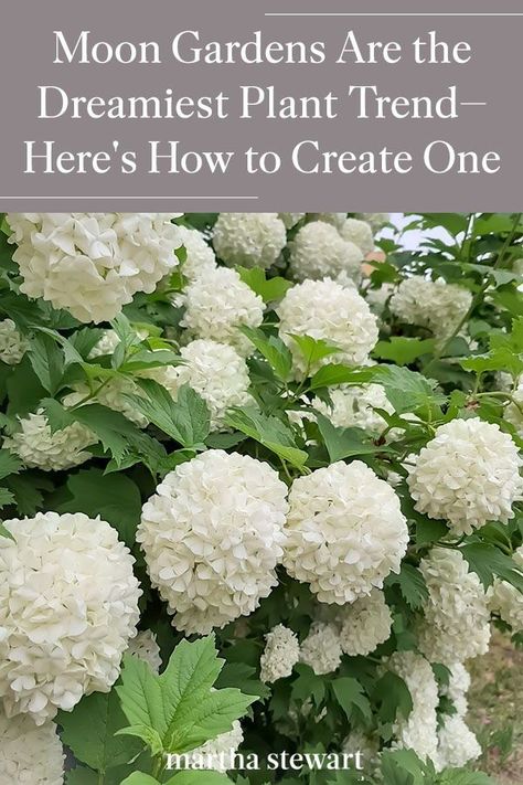 Learn how to create a fairy tale moon garden that is enjoyed best in the evening and at night in the moonlight. A gardening expert shares his expert tips on creating a charming moon garden no matter how much yard or container space you have. #gardening #gardenideas #garden #gardendesignideas #marthastewart Moon Flower Garden, Half Moon Garden Bed Ideas, Moon Gardens At Night, Moonlit Garden Aesthetic, All White Flower Garden, Night Blooming Flowers Moon Garden, Moon Garden Ideas Backyards, Moon Garden Layout, Moon Garden Plants