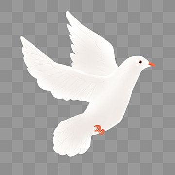 white pigeon,pigeon,flying dove,world peace day,pigeon material Dove Png, Pigeon Flying, Peace Pigeon, Holly Bible, Flying Pigeon, Cute Pigeon, Flying Dove, Dove Flying, World Peace Day