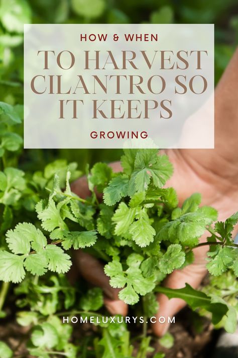 in this article we will cover When to harvest cilantro and How To Harvest Cilantro So It Keeps Growing (Without Killing The Plant) :Cilantro has a very short life that can be increased by regular harvesting the plant How To Regrow Cilantro, Harvesting Cilantro How To, How To Harvest Cilantro From Garden, How To Grow Cilantro Outdoors, How To Plant Cilantro, Cilantro Preserving, Plants That Grow Well In Shade, How To Grow Cilantro In A Pot, Propagate Cilantro