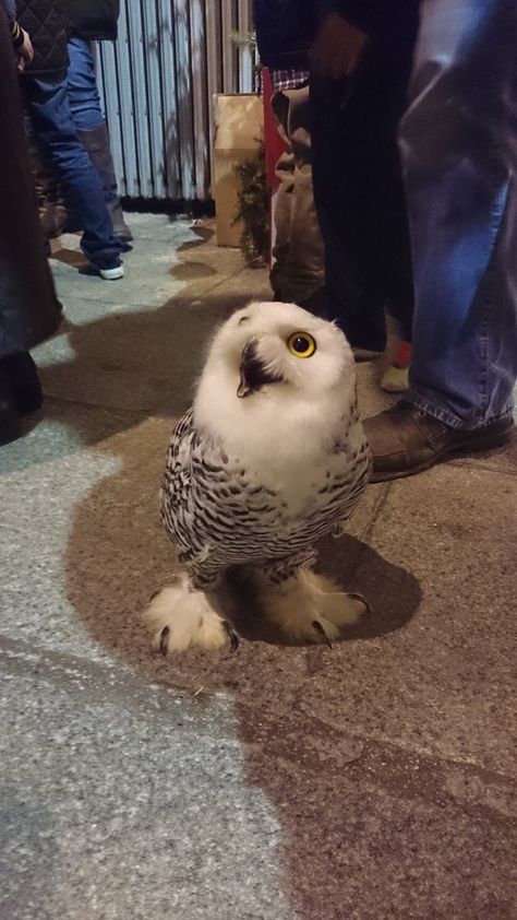 18 Owls You Can't Believe Even Exist Snowy Owl, Baby Owls, Sooty Owl, Owl Pictures, Beautiful Owl, Owl Bird, Barn Owl, Pretty Birds, Cute Owl