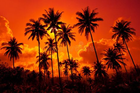 Coconut palms on sand beach in tropic on sunset. Thailand, Koh Chang, Klong Prao , #SPONSORED, #beach, #tropic, #sand, #Coconut, #palms #ad All Things Orange, Sunset Iphone Wallpaper, Image Zen, Beach Clouds, Thailand Wallpaper, Look Wallpaper, Nature Iphone Wallpaper, Clouds Sunset, Orange Sunset