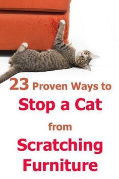 Cat Scratching Furniture, Katt Grejer, Cat Hacks, Akita Dog, Furniture Scratches, Cat Care Tips, Kitten Care, Cat Scratching Post, Dog Care Tips