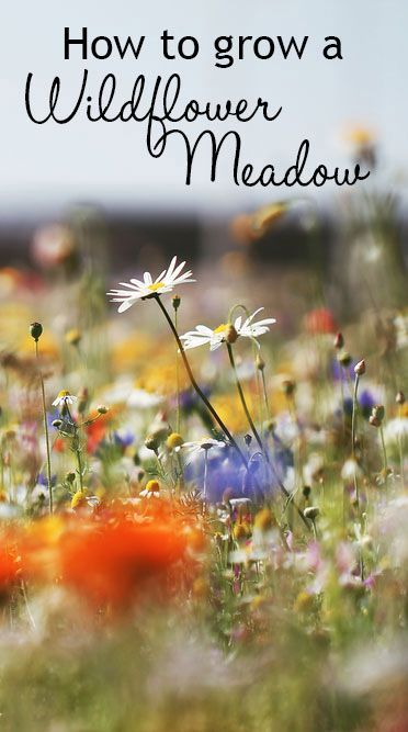 How to grow a wildflower meadow in the garden Meadow Garden, Wildflower Patch, Zuppa Toscana Soup Olive Garden, Funny Vine, Wildflower Meadow, Wildlife Gardening, Wildflower Garden, Have Inspiration, Meadow Flowers