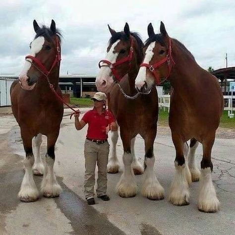 Clydesdale horses are huge! Clydesdale Horses, Polar Bear Paw, Belgian Draft Horse, Largest Horse Breed, Percheron Horses, Creepy Animals, Budweiser Clydesdales, Shire Horse, Rasy Koni