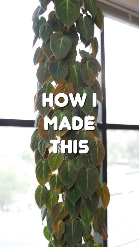 Nature, Moss Pole Plants, How To Make A Moss Pole, Moss Pole Diy, Diy Moss Pole, Philodendron Micans, Types Of Moss, Heart Leaf Philodendron, Moss Pole