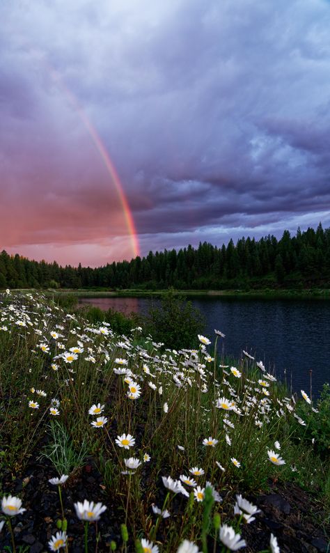 Sunset rainbow dasies and a pond. Malheur National Forest Oregon. [OC][4875x8169]  Click the link for this photo in Original Resolution.  If you have Twitter follow twitter.com/lifeporn5 for more cool photos.  Thank you author: https://bit.ly/31O6wkO  Broadcasted to you on Pinterest by pinterest.com/sasha_limm  Have The Nice Life! Nature, Dreamy Landscape Photography, Senery Pic Landscape, Rainbow Photography Nature, Nature Rainbow, Forest Oregon, Rainbow Forest, Plains Landscape, Morning Landscape