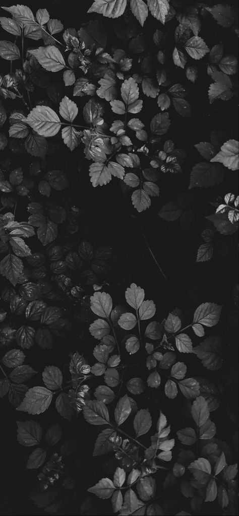Full Screen Aesthetic Wallpaper, Black And White Witchy Wallpaper, Screensaver Iphone Aesthetic Dark, Moody Black And White Photography, Gothic Background Wallpapers, Black Emo Wallpaper, Black And White Wallpaper Hd, Dark Homescreen Wallpaper, Homescreen Wallpaper Dark