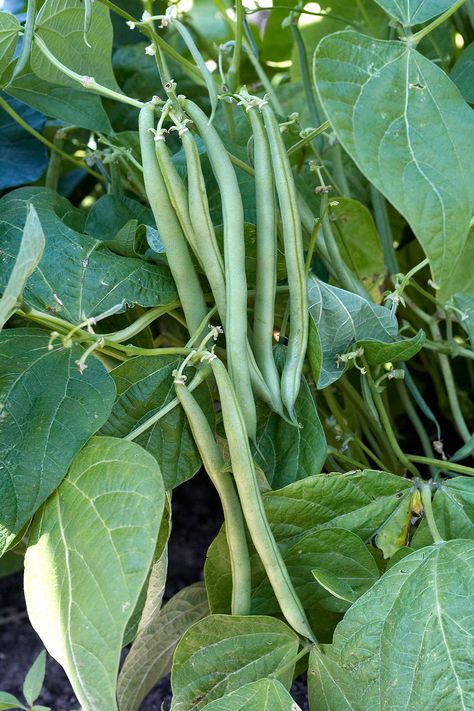 How to Grow Green Beans Your Family Will Beg For Wild Vegetables, Canning Beans, Bean Garden, Growing Green Beans, Growing Beans, Fast Growing Vegetables, Snap Beans, Bean Varieties, Bean Plant