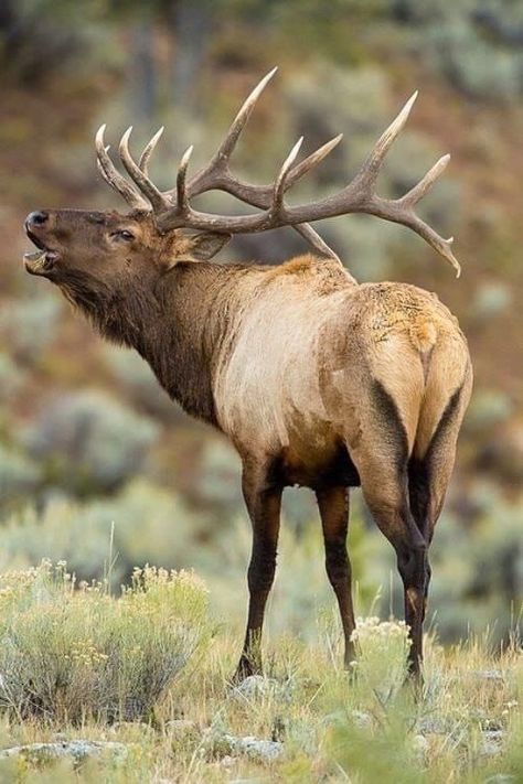 Elk Hunting, Elk Bugling, Elk Pictures, Elk Photo, Moose Deer, North American Wildlife, Photo Animaliere, Bull Elk, Wildlife Pictures