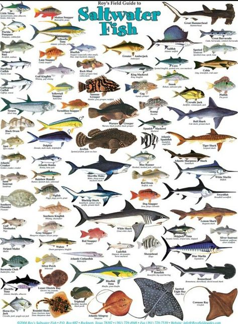 Fish Chart, Fish Pictures, Ikan Koi, Salt Water Fish, Salt Water Fishing, Saltwater Fish, Fishing Techniques, Fishing Supplies, Types Of Fish