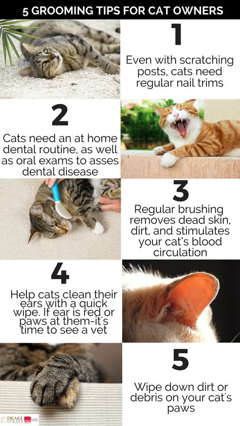 Cat Owner Hacks, First Time Cat Owner, Nail Trimming, Cat Cleaning, Cat Essentials, Cat Info, Cat Hacks, Grooming Tips, Cat Care Tips