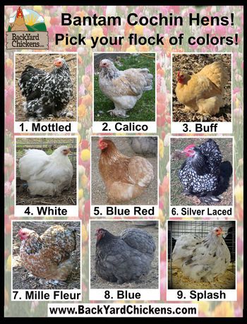 Bantam Cochin Hens ~ http://www.BackYardChickens.com Bantams Chicks, Backyard Chicken Run, Chicken Backyard, Cochin Chickens, Best Laying Chickens, Leghorn Chickens, Laying Chickens Breeds, Chicken Coloring, Laying Chickens