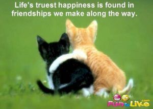 With Hook and Needle Friendship Quotes, Fake People Quotes, Love Quotes Funny, Photo Chat, Best Friends Quotes, Cutest Thing Ever, Cute Kittens, Friends Quotes, Friends Forever
