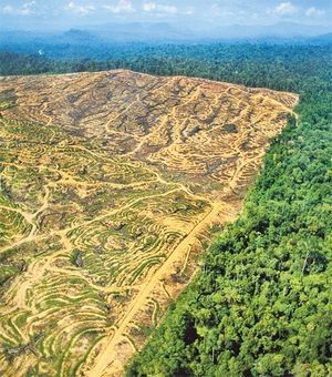 The result of buying products with Palm Oil...think and check before you buy. Nature, Mysterious Photography, Frans Lanting, Environmental Conservation, Environmental Damage, Environmental Issues, Patterns In Nature, Aerial View, Mother Earth