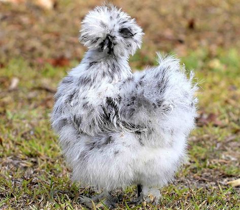 Chicken Run Floor, Silkie Bantam, Sand Floor, Duck Coop, Chicken Pen, Chicken Coup, Black Chicks, Silkie Chickens, Chicken Coop Run