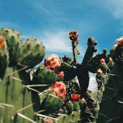 Tumblr, Vintage Mexico Aesthetic, Vintage Mexican Aesthetic, Latina Aesthetic Wallpaper, Mexico City Cathedral, New Mexico Aesthetic, Wallpaper Mexico, Mexican Aesthetic, Mexico Wallpaper