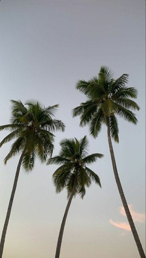 Palm Tree Background, Palm Tree Photography, Palm Tree Pictures, Palm Trees Wallpaper, The Golden Hour, Matilda Djerf, Tropical Vibes, Nature Aesthetic, Beach Aesthetic