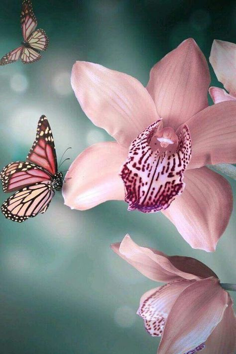 Butterflies Giza, Tattoo Butterfly, 카드 디자인, Butterfly Kisses, Haiwan Peliharaan, Jolie Photo, Flowers Roses, Butterfly Flowers, Butterfly Garden
