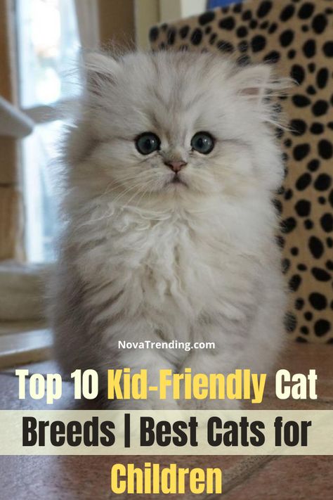 Best Cat Breeds for Kids. Looking to get a cat for your family? Having cats and a family is rewarding, but some cat breeds are more kid friendly than others. You always want to keep your children and your animals safe. #cats #pets Birman Cat Colors, Non Shedding Cats, Different Cat Breeds, Cat Breeds Hypoallergenic, Cat Races, Best Cat Breeds, Hypoallergenic Cats, Kitten Breeds, Balinese Cat