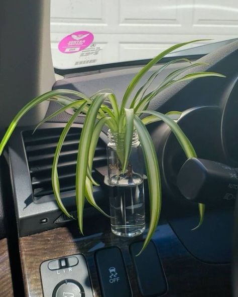 9 Amazing Plants You Can Grow in Car | Balcony Garden Web Plants In Car Aesthetic, Car Indoor Decor, Plant Car Accessories, Cool Car Decorations, Plant Car Decor, Car Visor Decor, Earthy Car Interior, Vines In Car, Green Car Interior Decor