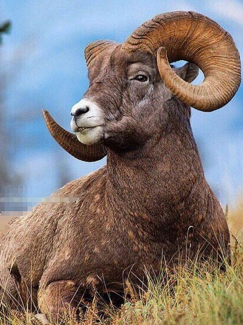 #Nature #Animals Sheep Photography, Horned Animals, Animals With Horns, Deadly Animals, Big Horn Sheep, Wild Animals Photography, Wild Animals Photos, Deer Photos, Bighorn Sheep