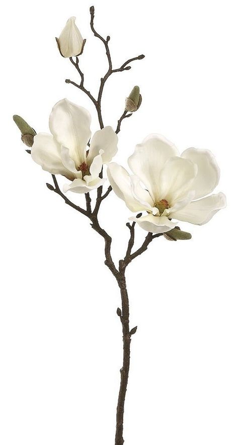 We love magnolia blossoms! There are such a great size bloom that provides color, without making it too floraly.  This stem is great to put a couple together in a little bud vase or ad into a large floral arrangement! Magnolia Tattoo, Magnolia Branch, Large Floral Arrangements, Magnolia Blossom, White Magnolia, Flower Spray, Plant Drawing, Lukisan Cat Air, Cream Silk