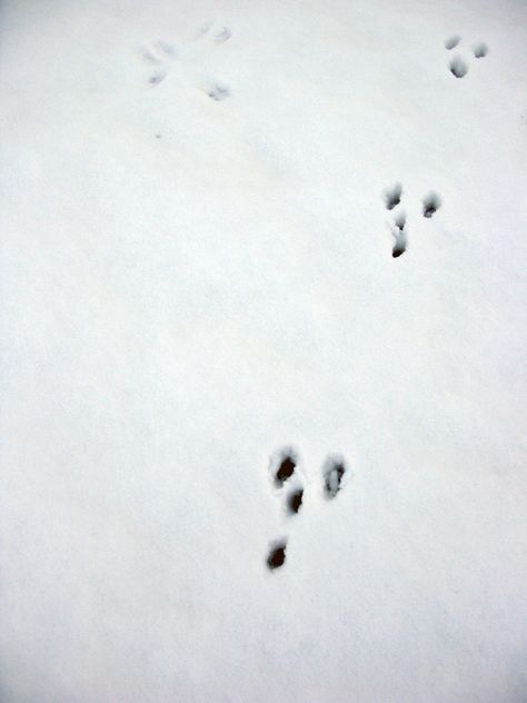 Rabbit footprint... Rabbits, Rabbit Footprint, Rabbit Footprints, Photo References, Photo Reference, Lookbook, Convenience Store Products