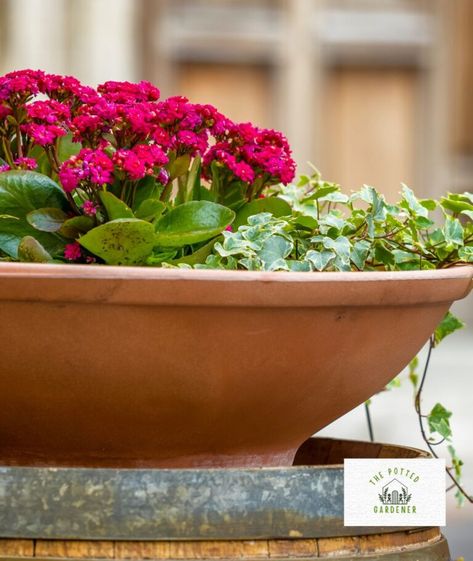 29 Best Plants For Shallow Pots That Grow Low Maintenance - The Potted Gardener Bowl Planters Outdoor, Potted Plants On Patio, Plants For Shallow Pots, Shallow Pot Plants, Potted Plants For Shade, Large Bowl Planters, Mixed Flower Pots, Shallow Planters, Potted Plants Patio