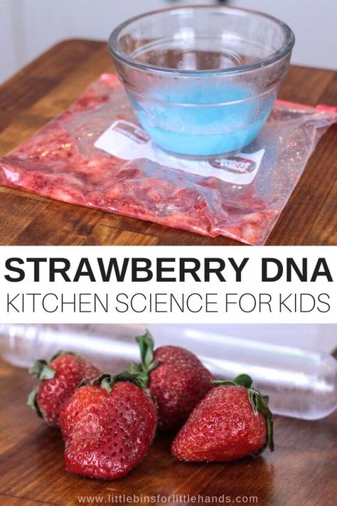 Anytime we can pop into the kitchen to try NEW and COOL science, I am all for it. Have you ever seen DNA up close? My guess is no! This strawberry DNA science activity is perfect for your budding scientist to experiment with in the kitchen. Smashed strawberries, DNA you can see, and an AMAZING new learning experience! Strawberry Science Experiment, Extracting Dna From Strawberries, Strawberry Activities For Kids, Dna Experiments, Dna Craft, Strawberry Activities, Dna Extraction Lab, Food Science Experiments, Dna Extraction