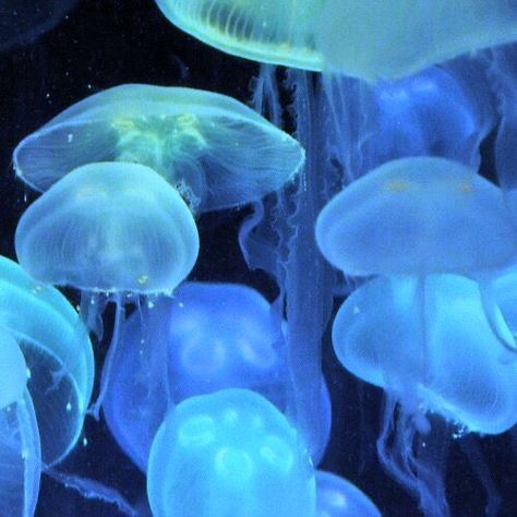 jellyfish sea jellies aesthetic icon pfp profile picture cute Jellyfish, Doodle Icons, The Story, Illustrations, Blue
