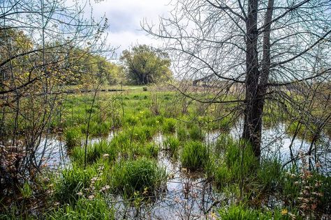 Find a Beautiful Walk in Nature at This Wetland Nature Preserve in Muncie Nature, Wetland Ecosystem, Agricultural Development, Tourism Development, White River, Nature Preserve, Walking Trails, Walking In Nature, Ecosystem