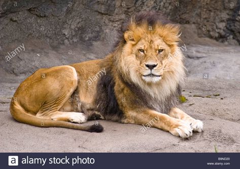 Download this stock image: A male lion sitting and watching - B9ND20 from Alamy's library of millions of high resolution stock photos, illustrations and vectors. Lion Sitting, Personal Project Ideas, Leg Reference, Lilac Breasted Roller, Birth Art, Cat Reference, Male Lion, Small Pictures, Creative Drawing