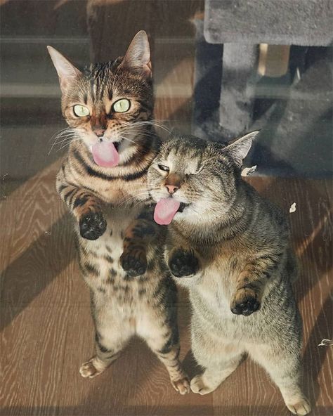 Pics Capturing Why Two Cats Are Much Better Than One - I Can Has Cheezburger? Cat Supplies, Funny Animal Pictures, Image Chat, Exotic Shorthair, Meme Gato, Funny Funny, Cute Cats And Kittens, Tabby Cat, Pretty Cats