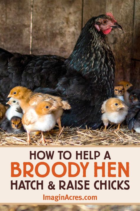 A broody hen is an ideal way to hatch eggs and raise baby chicks naturally. The broody hen will do all the work for you, and her success rate will be higher than yours. Use these tips to help a broody hen hatch eggs the next time you want to increase your flock of backyard chickens. Broody Hen Raising Chicks, What To Do With A Broody Hen, Hatching Eggs With A Broody Hen, Broody Hen House, Hatching Chicks Naturally, Chickens And Chicks, Broody Hen Pen, Brooding Chickens Hens, Broody Hen Hatching Eggs