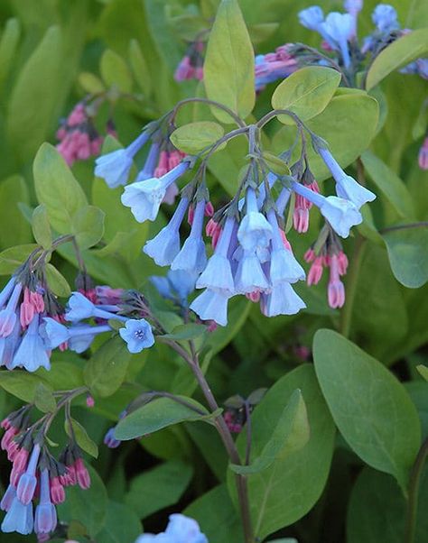 Heuchera Americana, Coral Bells Heuchera, Virginia Bluebells, Small Purple Flowers, Making Lists, Pollinator Plants, Blue Bell Flowers, Fuchsia Flower, Coral Bells