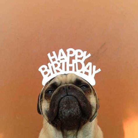 24 Reasons Norm The Pug Is The Coolest Pug You Will Ever Meet In Your Life - BuzzFeed Mobile Happy Birthday Humorous, Happy Birthday Pug, Birthday Pug, Cool Happy Birthday Images, Funny Happy Birthday Images, Happy Birthday Meme, Happy Birthday Funny, Funny Happy Birthday, Happy Birthday Fun