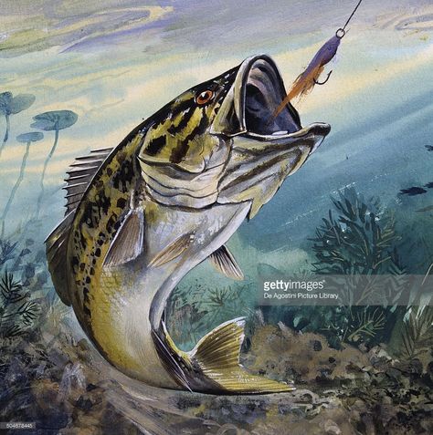 A Florida Largemouth Bass swims over the grassy river bottom. Description from gettyimages.com. I searched for this on bing.com/images Bass Fishing Pictures, Black Bass, Fish Artwork, Bass Fishing Lures, Fishing Pictures, Fishing Adventure, Largemouth Bass, Fish Drawings, Sport Fishing