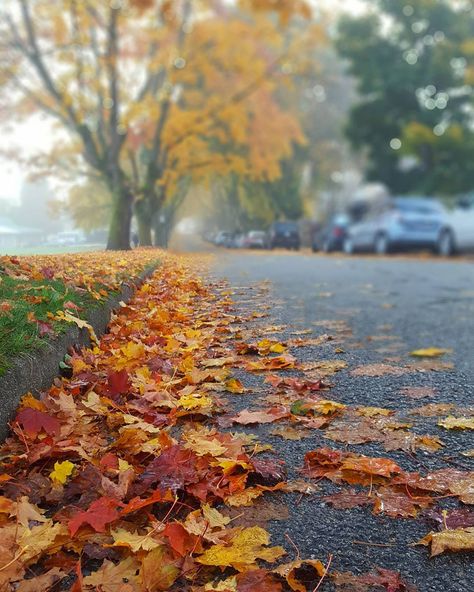 Vancouver, Holidays, Water, Street Curb, Sunshine Coast, The Streets, Clean Up, I Love, On Instagram