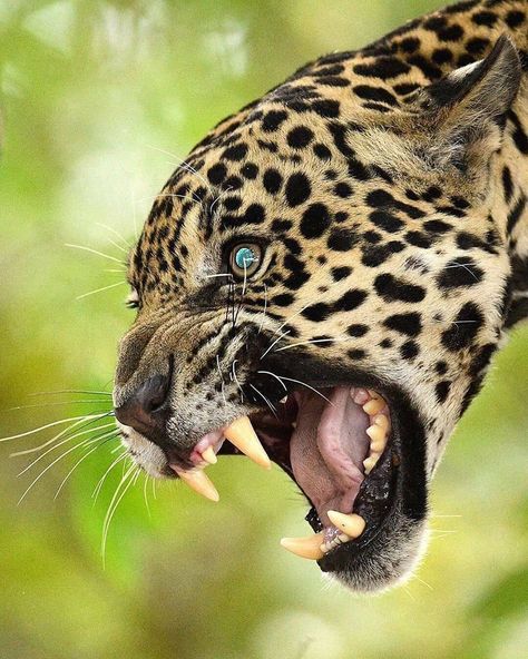 WildlivePlanet on Instagram: “Definitely our closest and most memorable encounter with a wild jaguar in the Pantanal in Brazil.  Photo by @wildlife_ley…” Animal Tattoos, Angry Animals, Wild Photography, Animal Study, 문신 디자인, Animal Wallpaper, Animal Planet, Nature Animals, Animal Photo