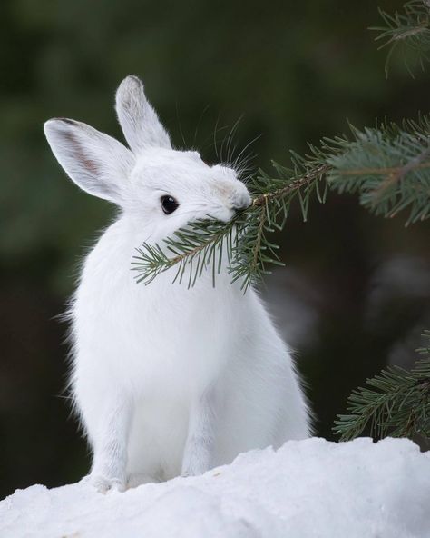 Delightfully Manic — maureen2musings: Snowshoe Hare  jessfindlay Snowshoe Hare, Bunny Pictures, Winter Animals, Nature Animals, Winter Scenes, Animal Photo, 귀여운 동물, Cute Bunny, Beautiful Creatures