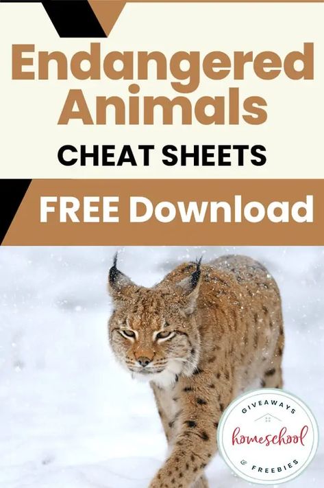 FREE Endangered Animals Cheat Sheets - Homeschool Giveaways Endangered Species Activities, Endangered Animals Activities, Endangered Species Project, Endangered Animals Project, Workshop Activities, Science Project Models, Homeschool Binder, Month Ideas, Animal Activities For Kids